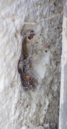 Zygiella x-notata